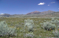 Nevada Basin Range